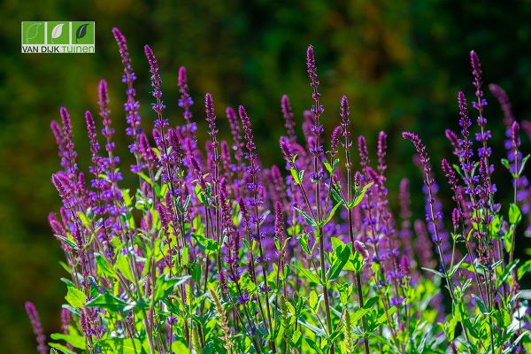 tuin aanleggen soest tuin aanleggen soest