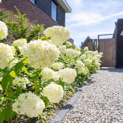 tuin schalkwijk 30 juli 2024